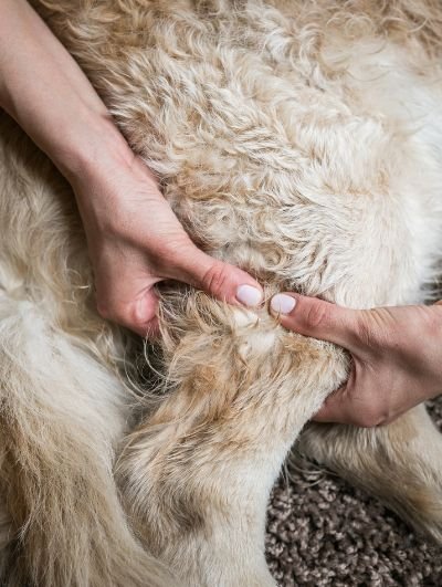Veterinary Studies